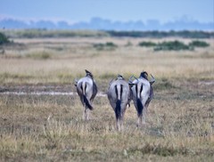 Connochaetes taurinus albojubatus
