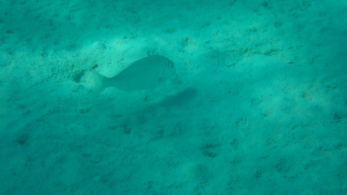 Rhabdosargus haffara observed 2023-06-25