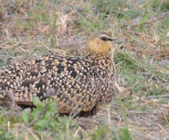 Pterocles gutturalis