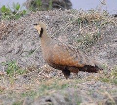 Pterocles gutturalis