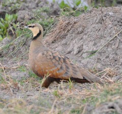 Pterocles gutturalis