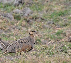 Pterocles gutturalis