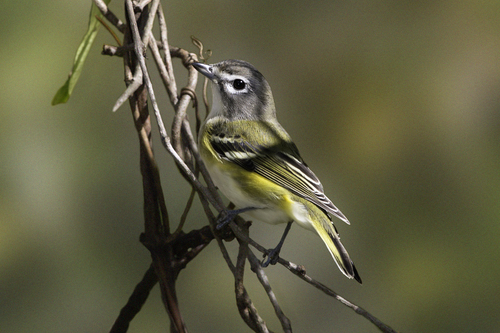 Blue-headed Vireo, photo 5 of 7