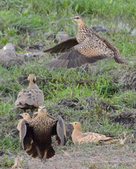 Pterocles gutturalis