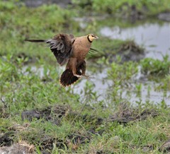 Pterocles gutturalis