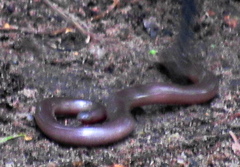 Afrotyphlops bibronii