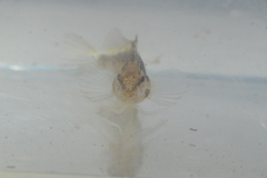 Malacoctenus macropus