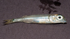 Atherinomorus stipes