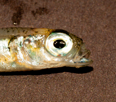 Atherinomorus stipes