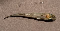 Atherinomorus stipes