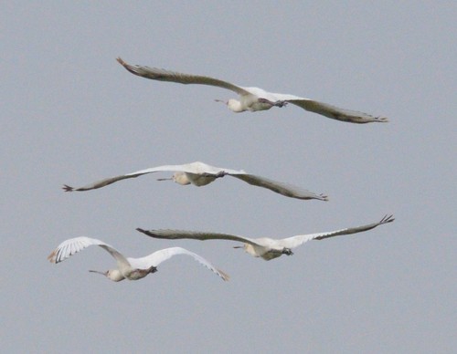 African Spoonbill