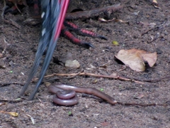 Afrotyphlops bibronii