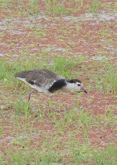Vanellus crassirostris