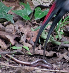 Afrotyphlops bibronii
