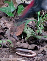 Afrotyphlops bibronii