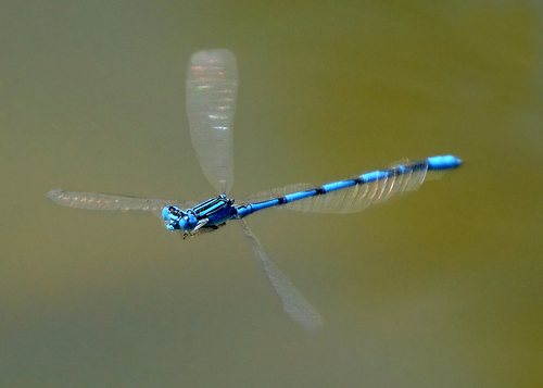 Double-striped Bluet