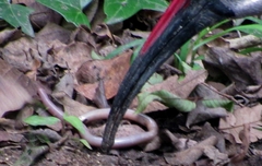 Afrotyphlops bibronii