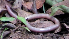 Afrotyphlops bibronii