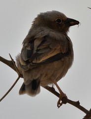 Pseudonigrita arnaudi