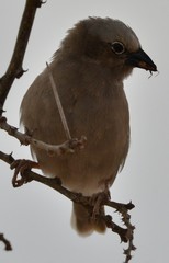 Pseudonigrita arnaudi