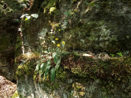 Image of Hieracium lachenalii by (c) Vladimír Fuka, some rights reserved (CC BY)