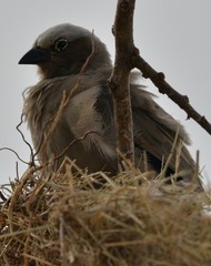 Pseudonigrita arnaudi