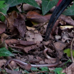 Afrotyphlops bibronii