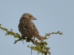 Ploceus cucullatus