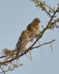 Ploceus cucullatus