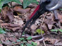 Afrotyphlops bibronii