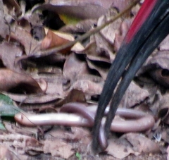 Afrotyphlops bibronii