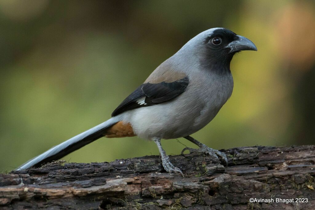 Gray Treepie photo