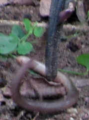 Afrotyphlops bibronii