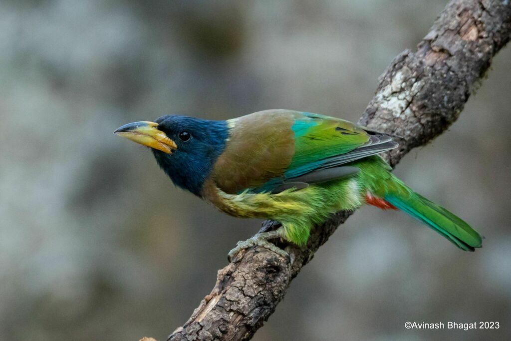 Great Barbet photo