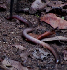 Afrotyphlops bibronii