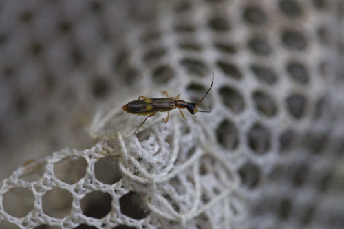 Malthinus bilineatus