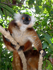 Eulemur macaco