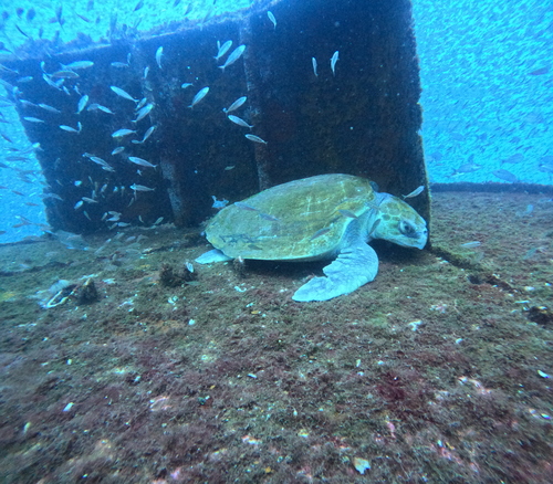 Kemp's Ridley Sea Turtle