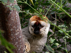Eulemur rufifrons
