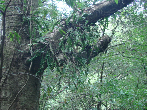 Image of Disocactus anguliger by no rights reserved