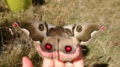 Polythysana rubrescens