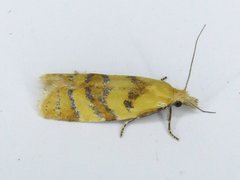 Phtheochroa vitellinana