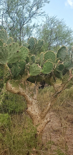 Image of Opuntia alta by (c) JD Flores, some rights reserved (CC BY)