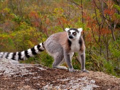 Lemur catta