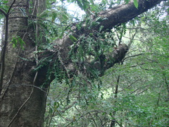 Disocactus anguliger