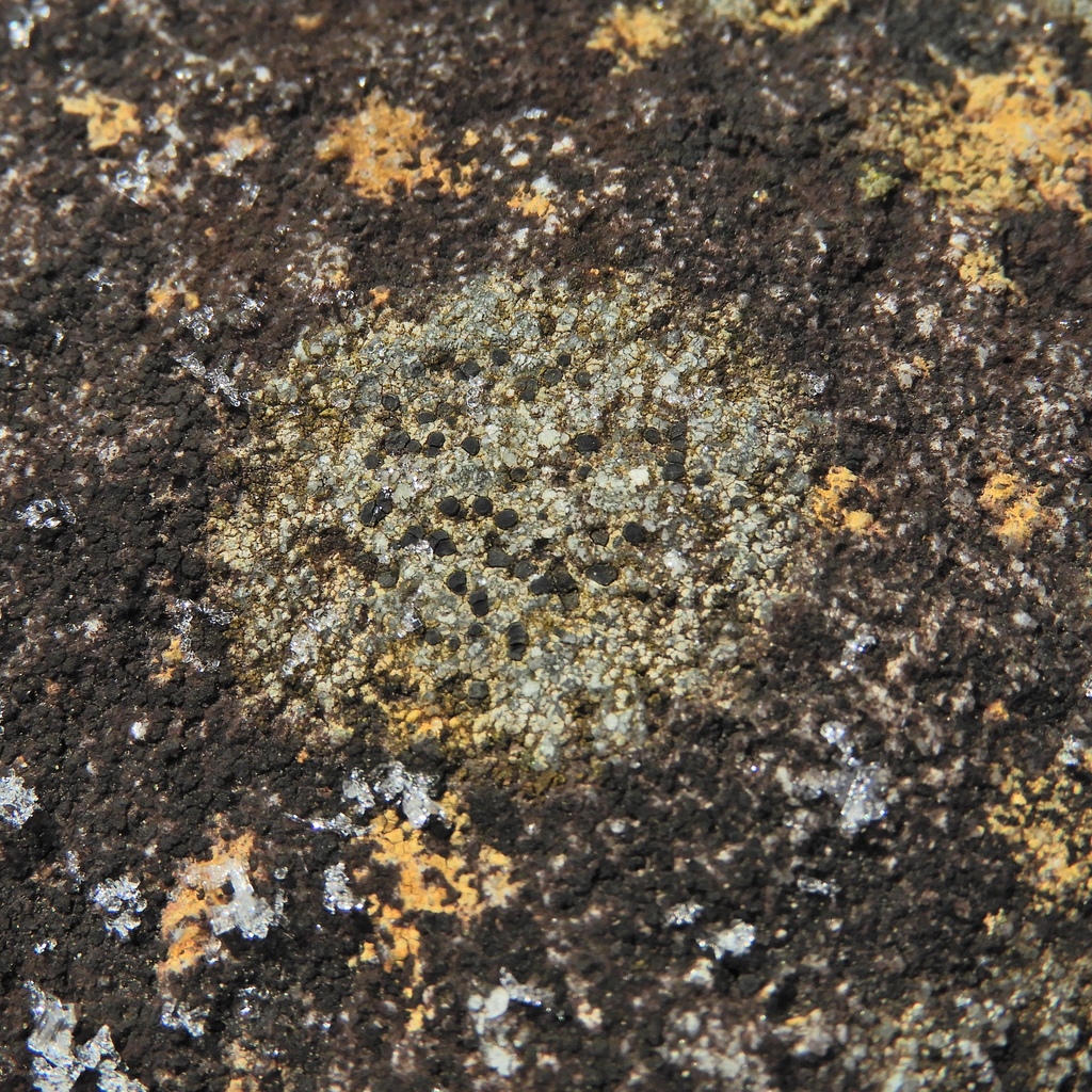 Poeltinula infernula
