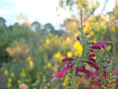 Salvia iodantha