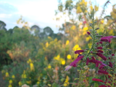 Salvia iodantha