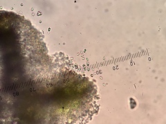 Maronea polyphaea