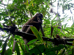 Prolemur simus